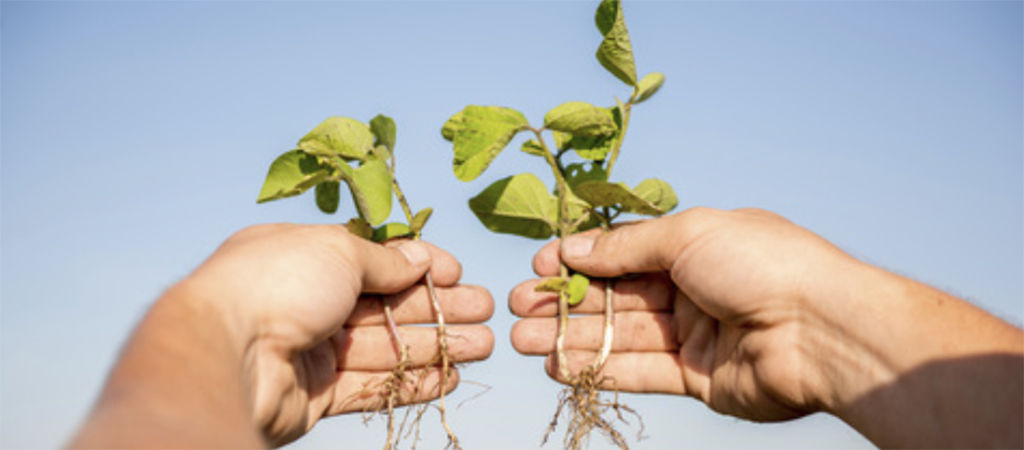 hands holding soy